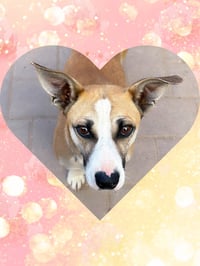 SANCHO - Photo 3