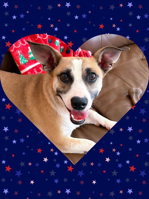 SANCHO - Corgi / Dachshund for adoption in Chandler