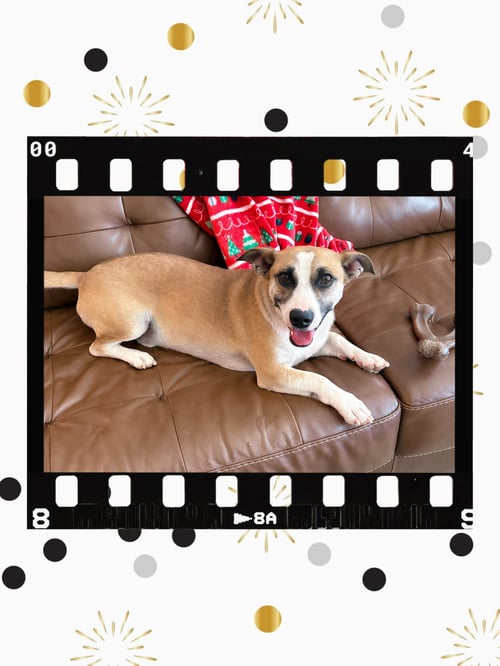SANCHO - Corgi / Dachshund available for adoption