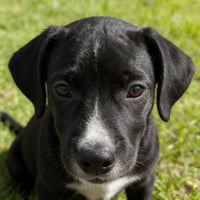 DUKE - Photo 1