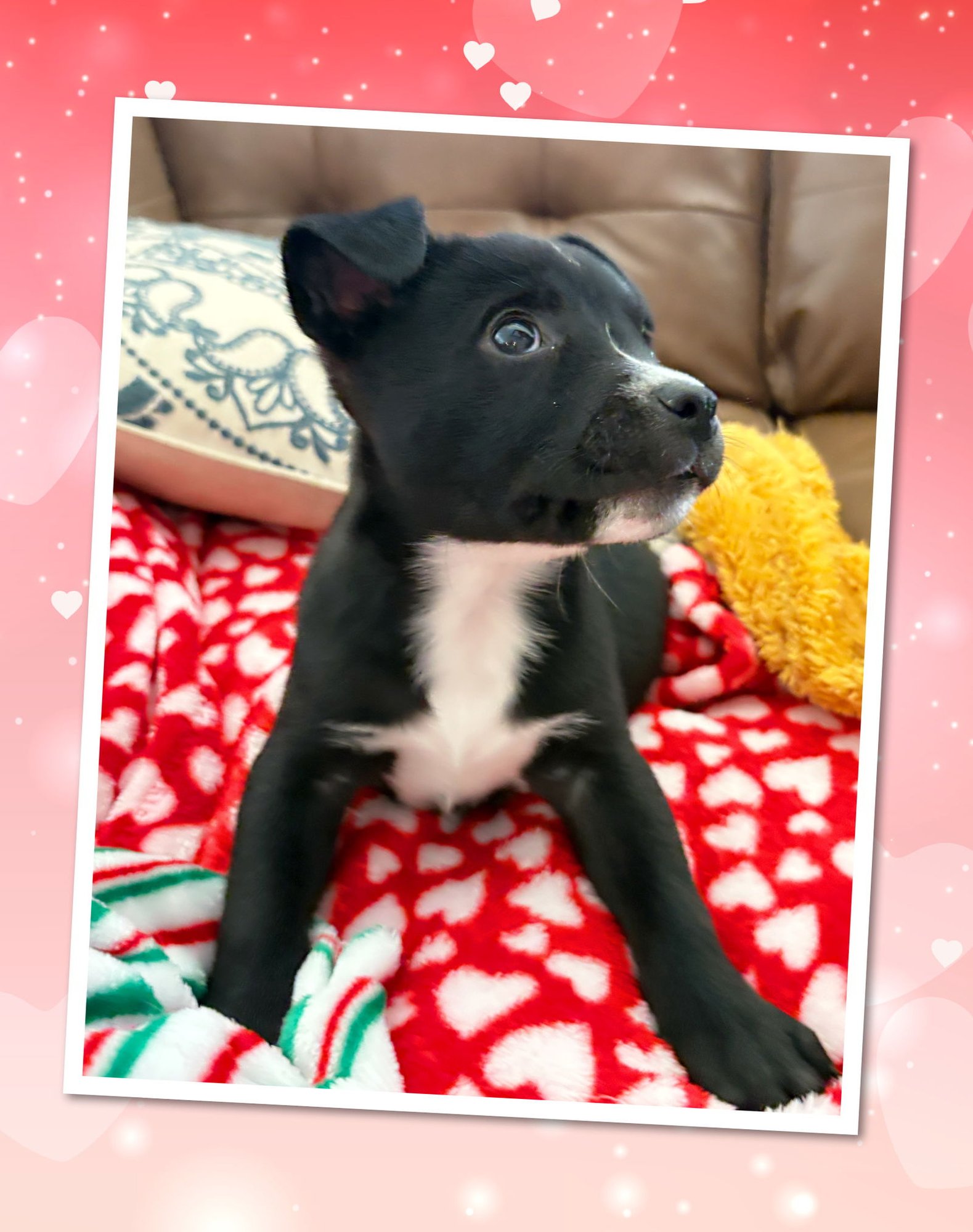 STARRY Noche - Photo 3