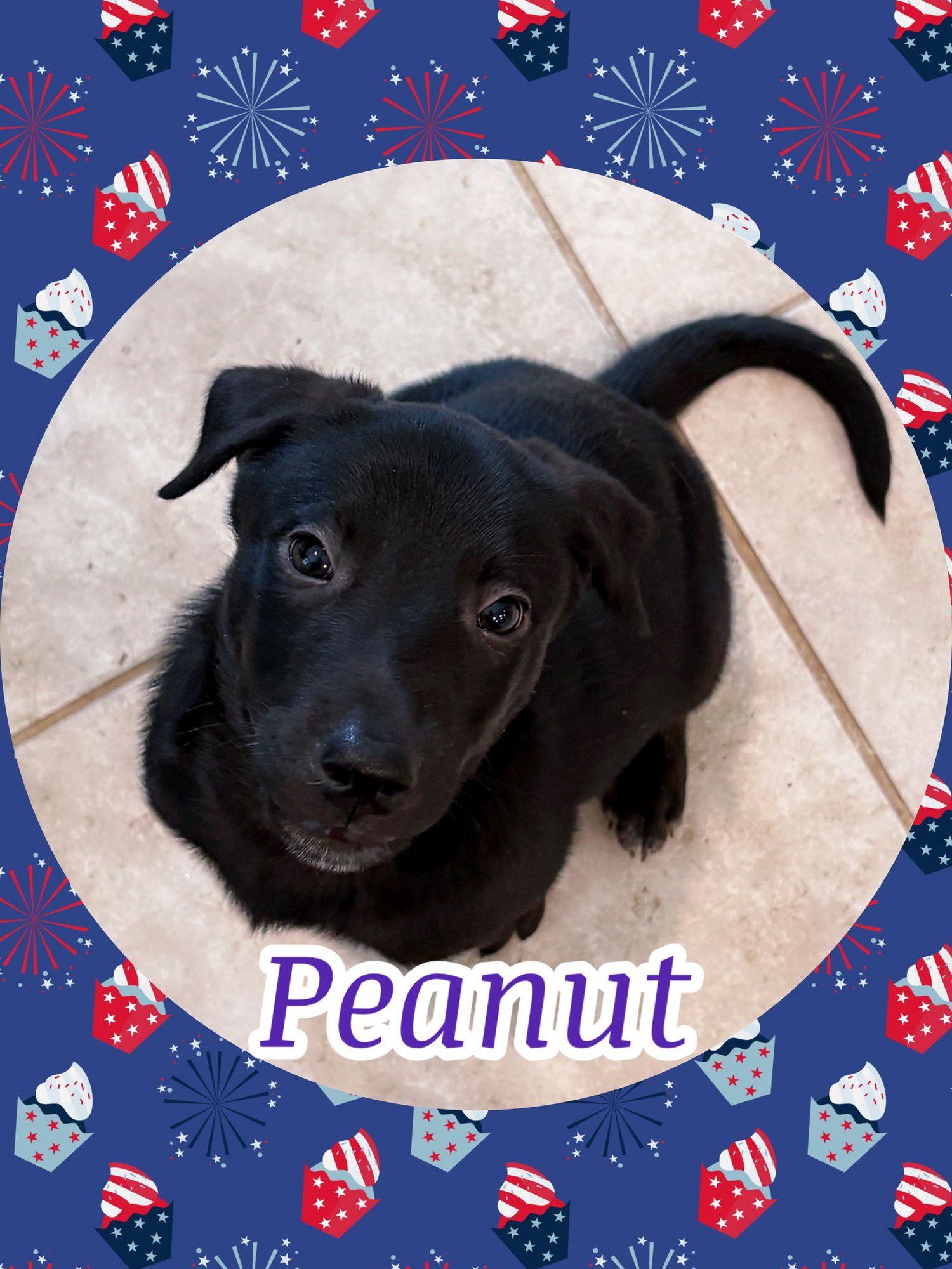 PEANUT PUP