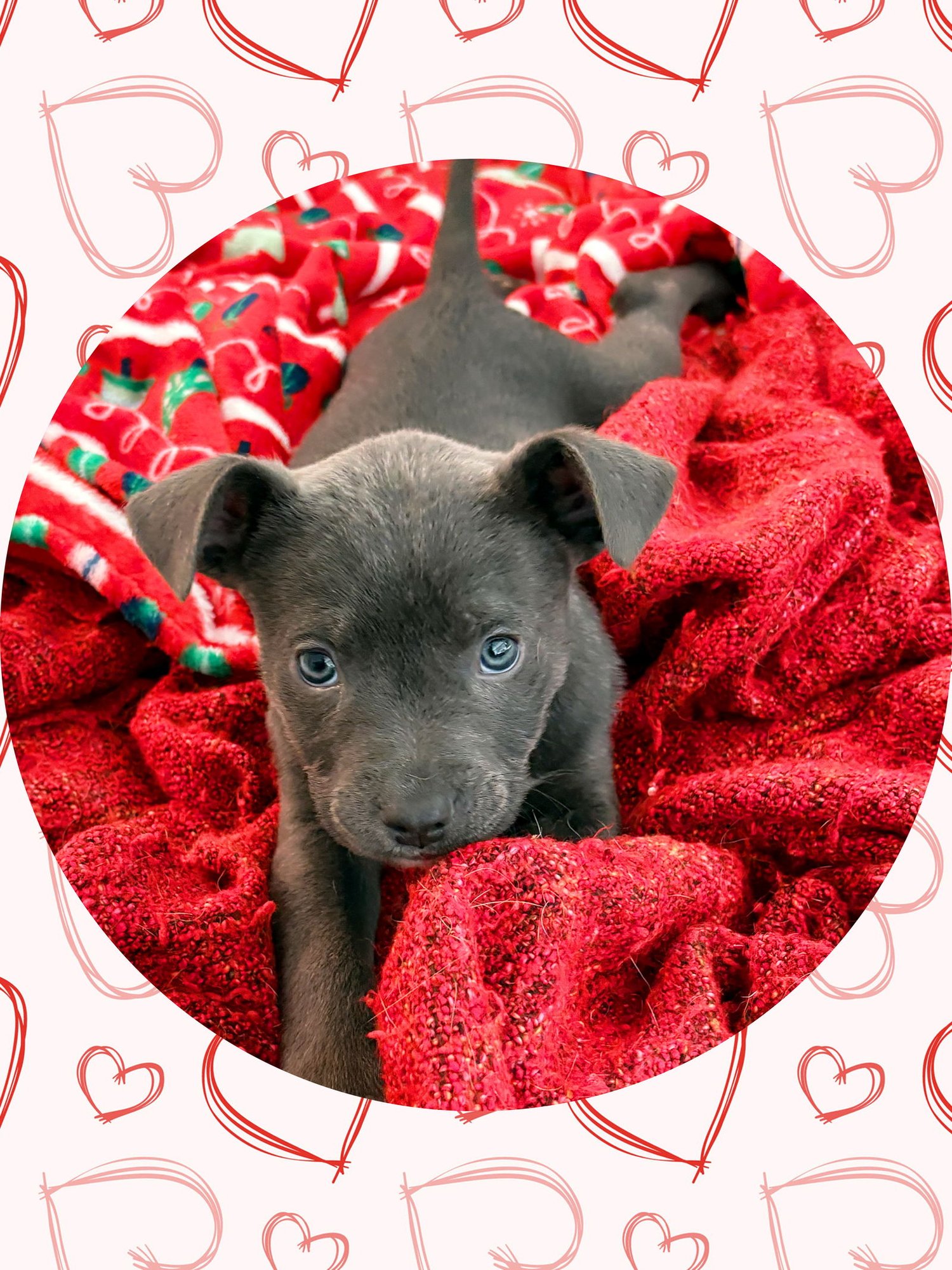 ADORABLE ASH - American Bulldog / Boxer available for adoption