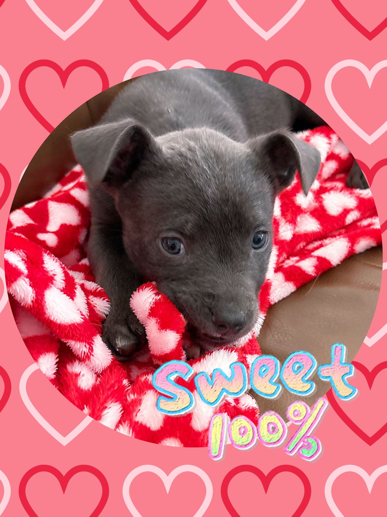 Adorable ASH - Photo 3