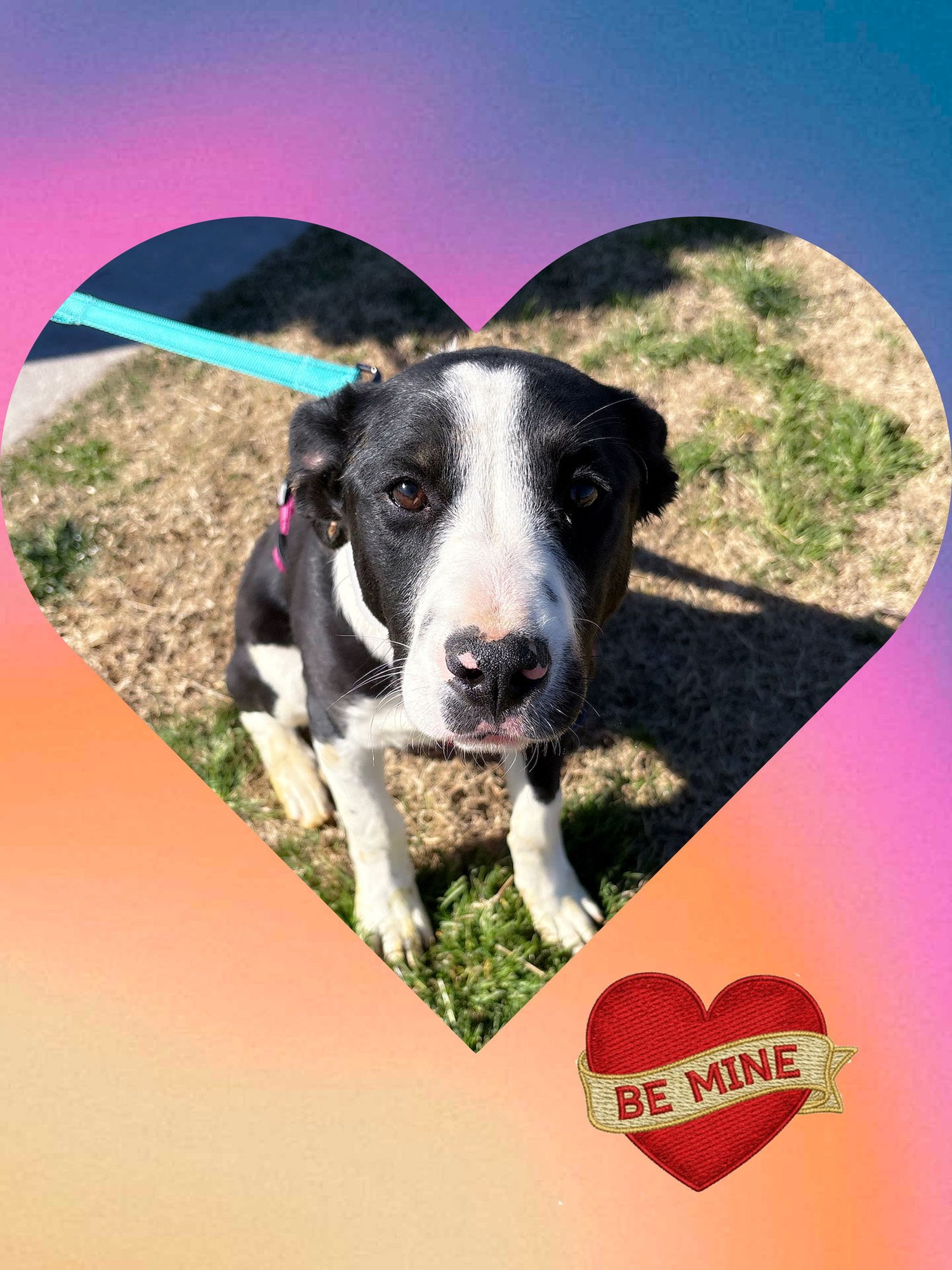 OREO LET'S GO! - Border Collie / Australian Shepherd available for adoption