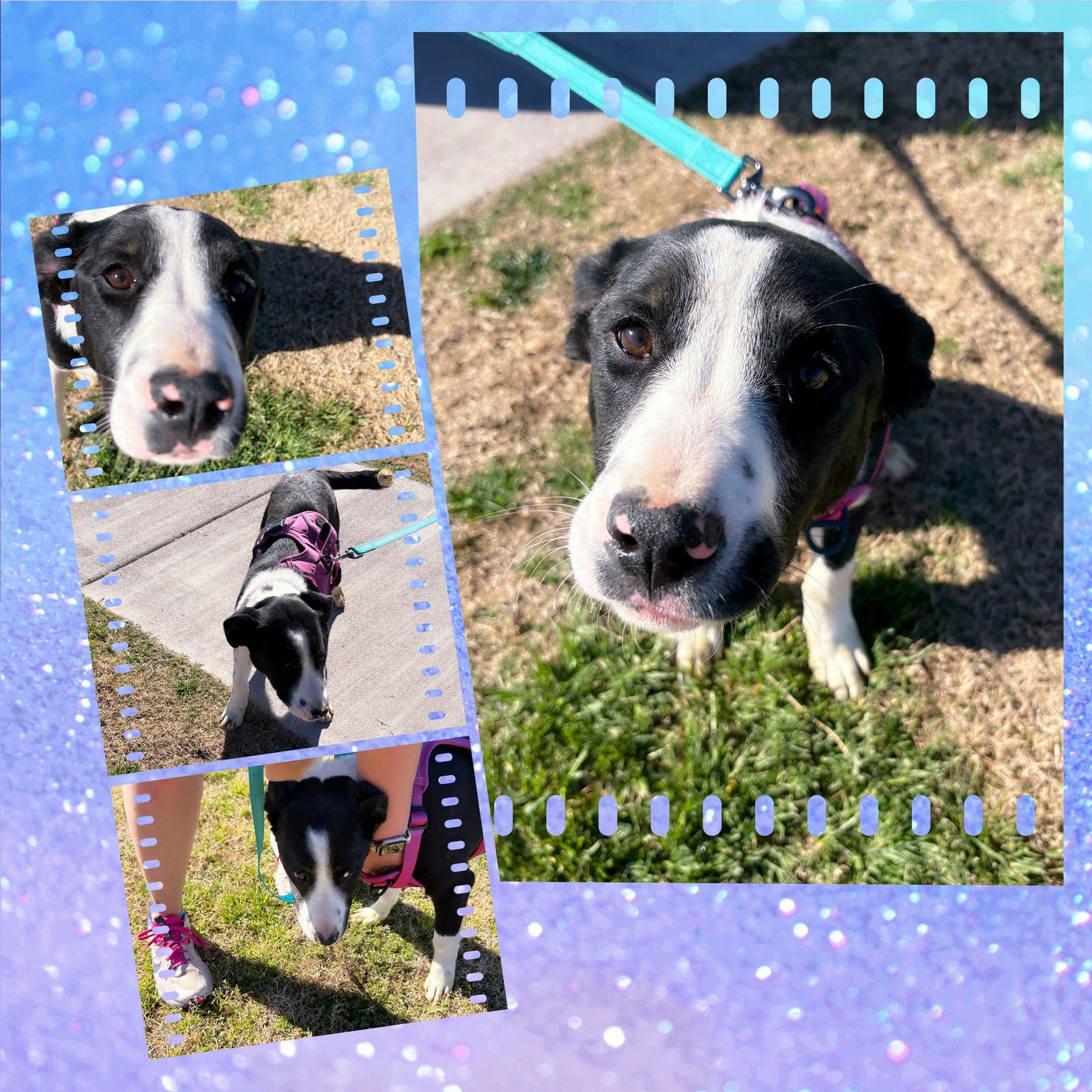 OREO Let's Go! - Photo 3