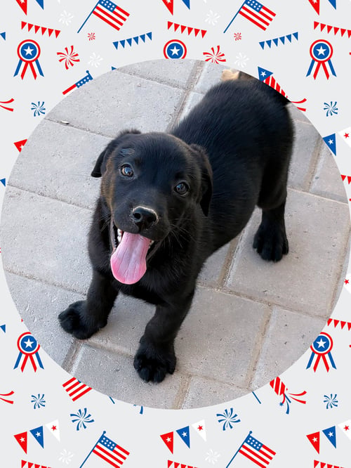 PEANUT - BLACK LAB LOVER