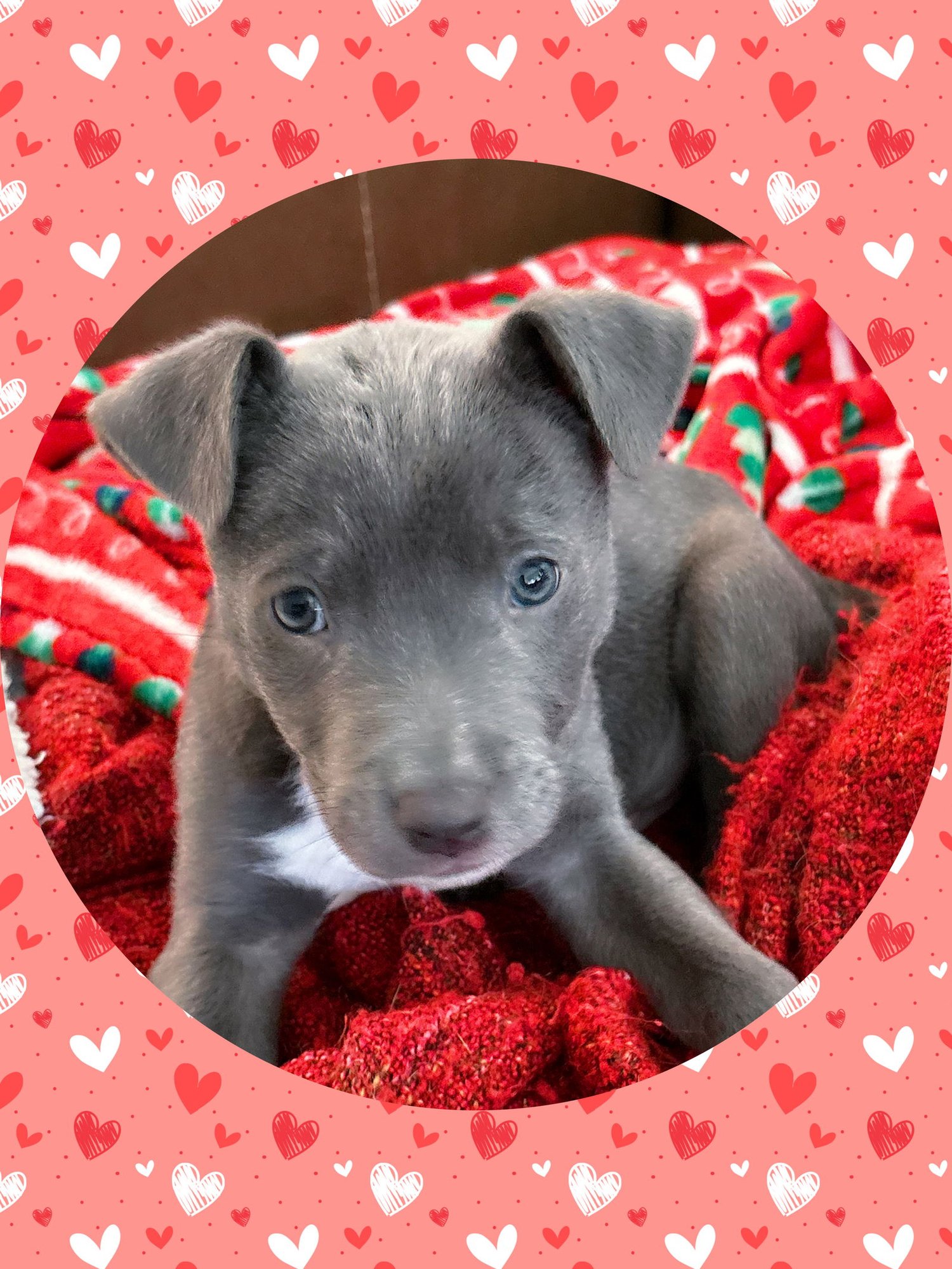 STERLING - Labrador Retriever / Vizsla available for adoption