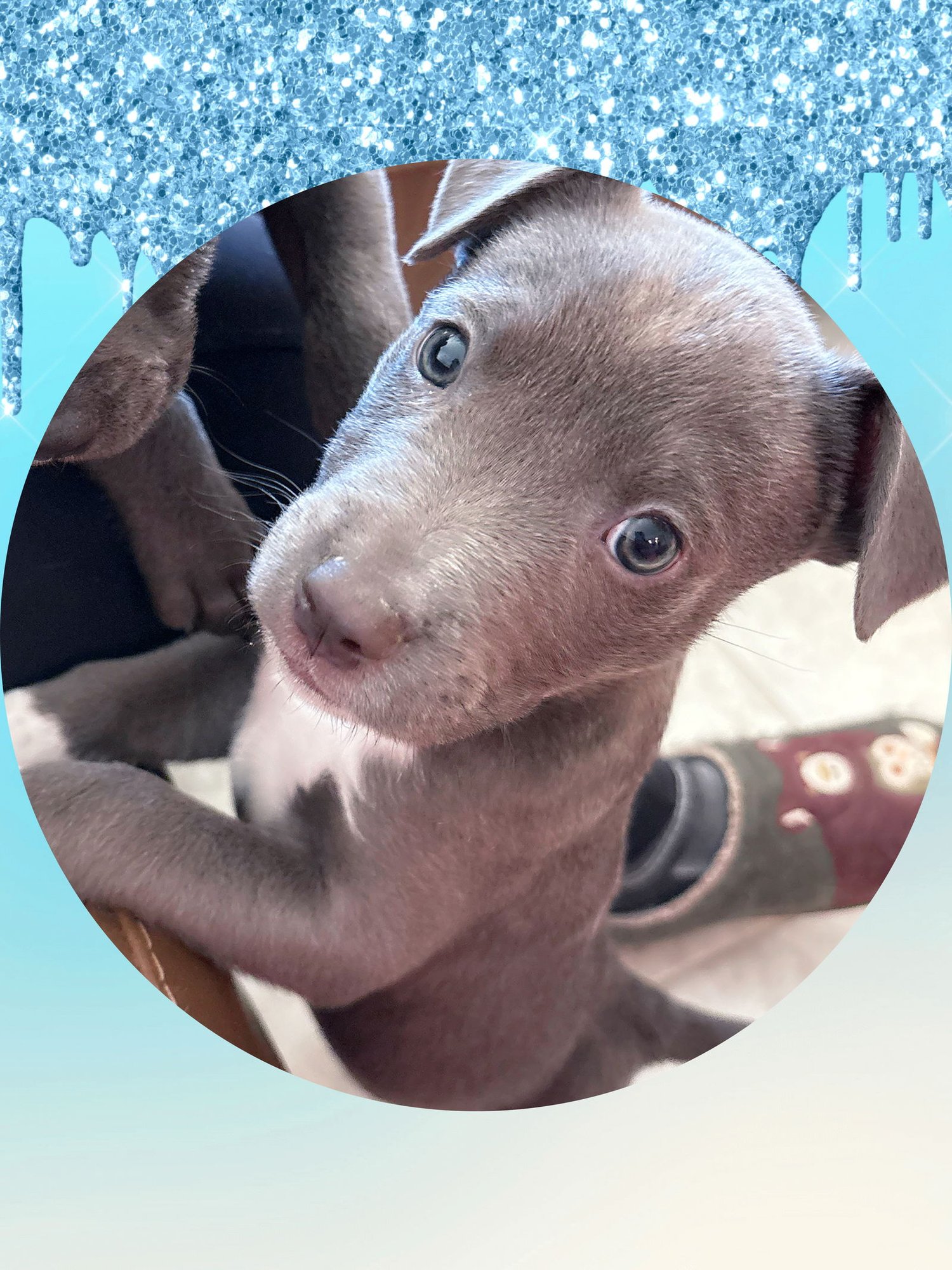 STERLING - Labrador Retriever / Vizsla available for adoption