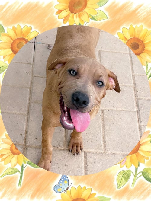 HONEY - Labrador Retriever / Boxer for adoption in Chandler