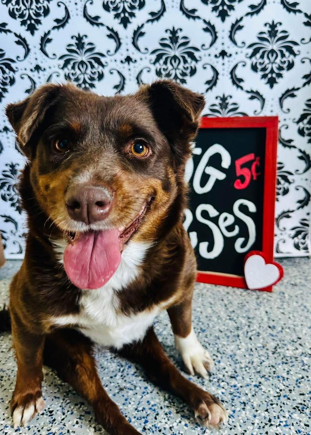 DARLING DEBBIE - Cattle Dog / Queensland Heeler available for adoption