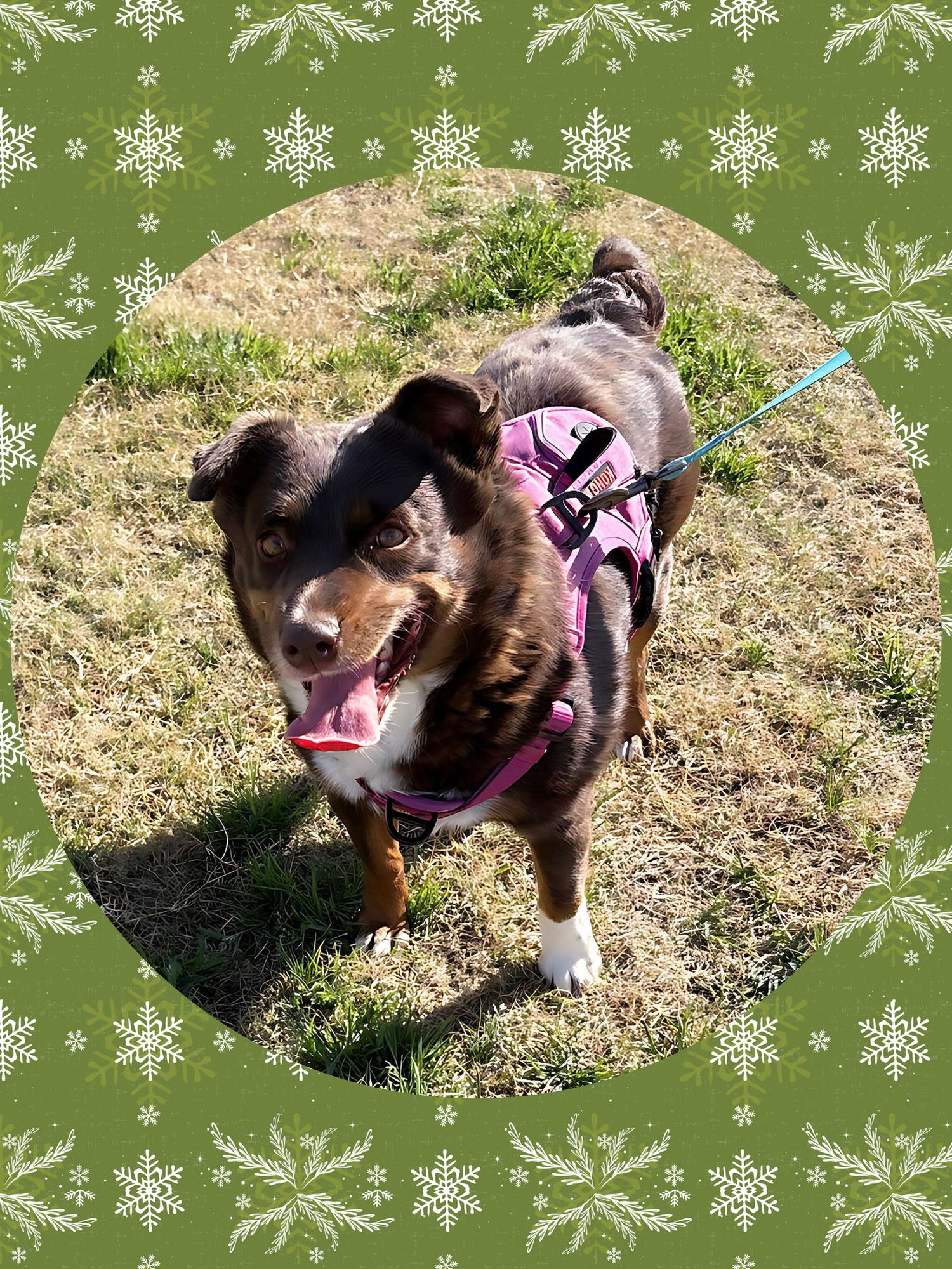 DARLING DEBBIE - Cattle Dog / Queensland Heeler available for adoption