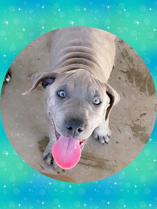 SWEET TAFFY - Labrador Retriever / Boxer available for adoption