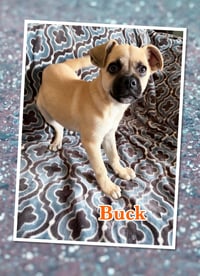 BUCK - Photo 2