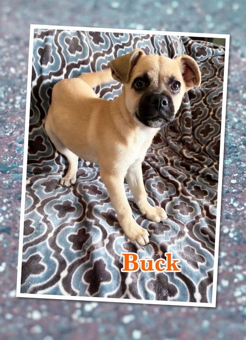 BUCK - Pug available for adoption
