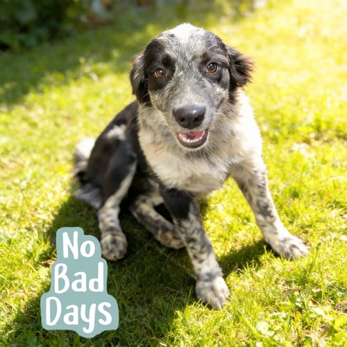 ZUNI - Australian Cattle Dog/Blue Heeler / Border Collie for adoption in Chandler