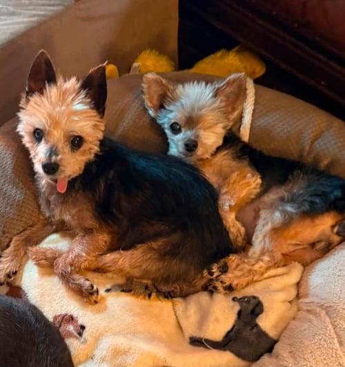 EMBERLY - Yorkshire Terrier Yorkie available for adoption