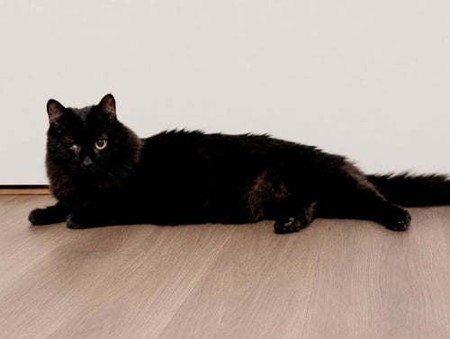 ECHO - Domestic Long Hair for adoption in Morgantown