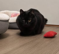 Echo - Photo 2