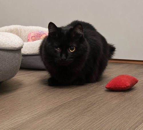 ECHO - Domestic Long Hair available for adoption