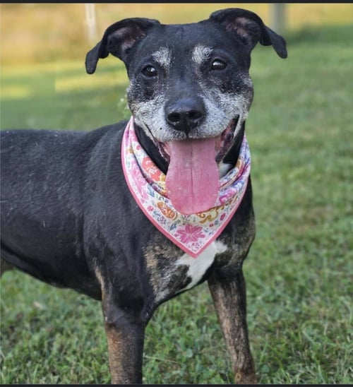 POPPY - Coonhound available for adoption