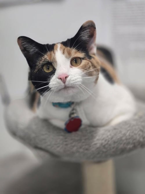 CALI - Calico available for adoption