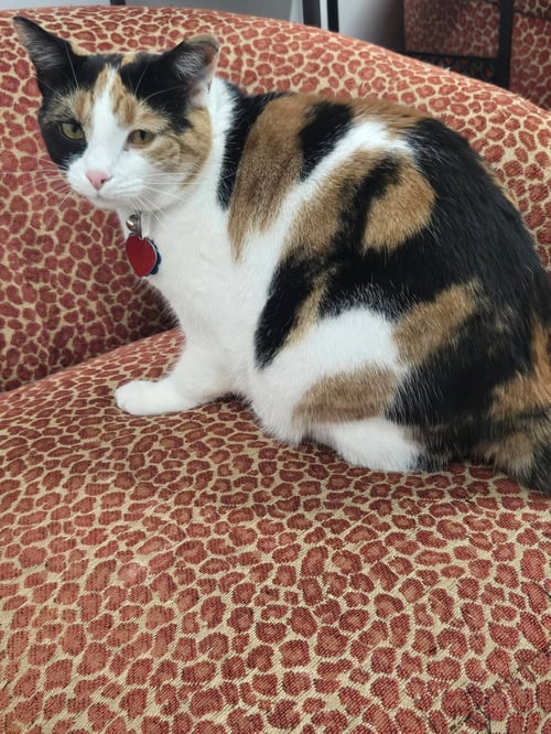 CALI - Calico for adoption in Morgantown
