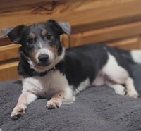 Spike - Photo 1