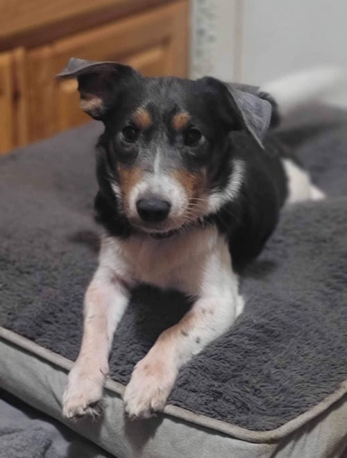 SPIKE - Unknown available for adoption