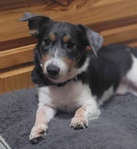 Spike - Photo 3