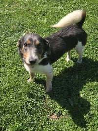 Spike - Photo 4