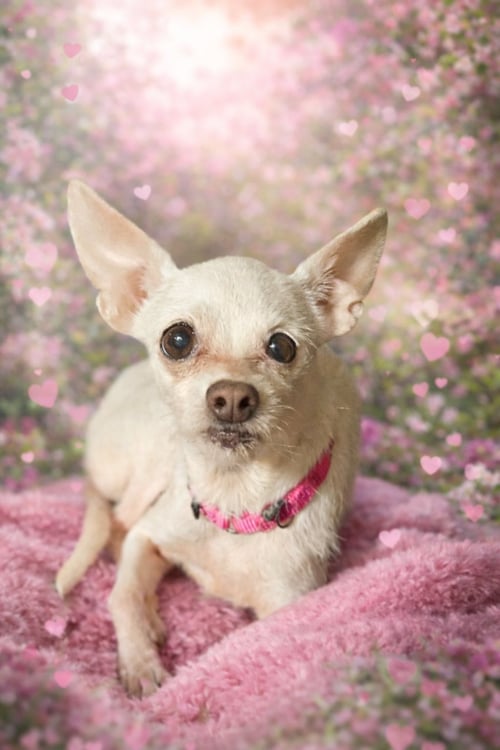 ARIE JADE - Unknown for adoption in Morgantown