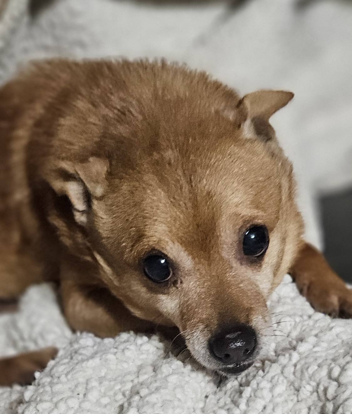 SNOOP - Unknown available for adoption