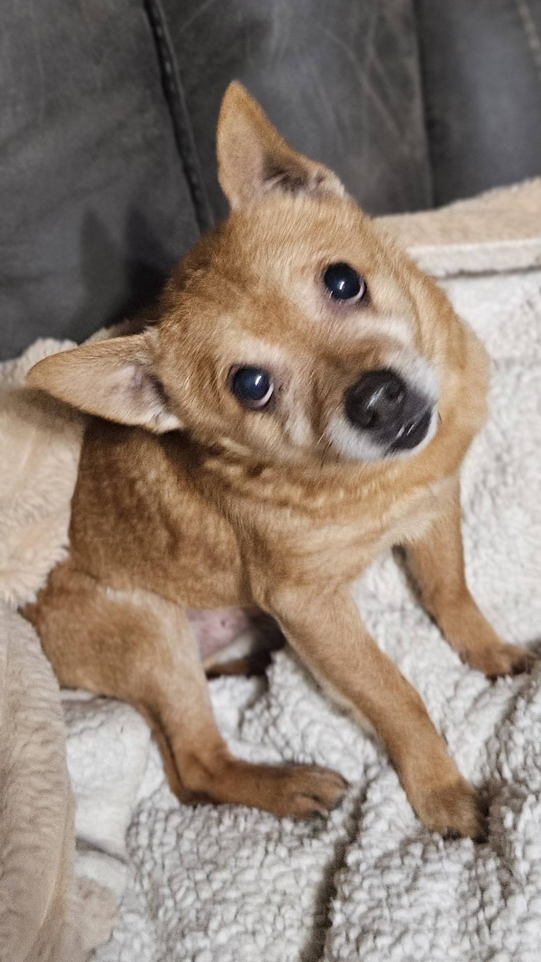 SNOOP - Unknown available for adoption