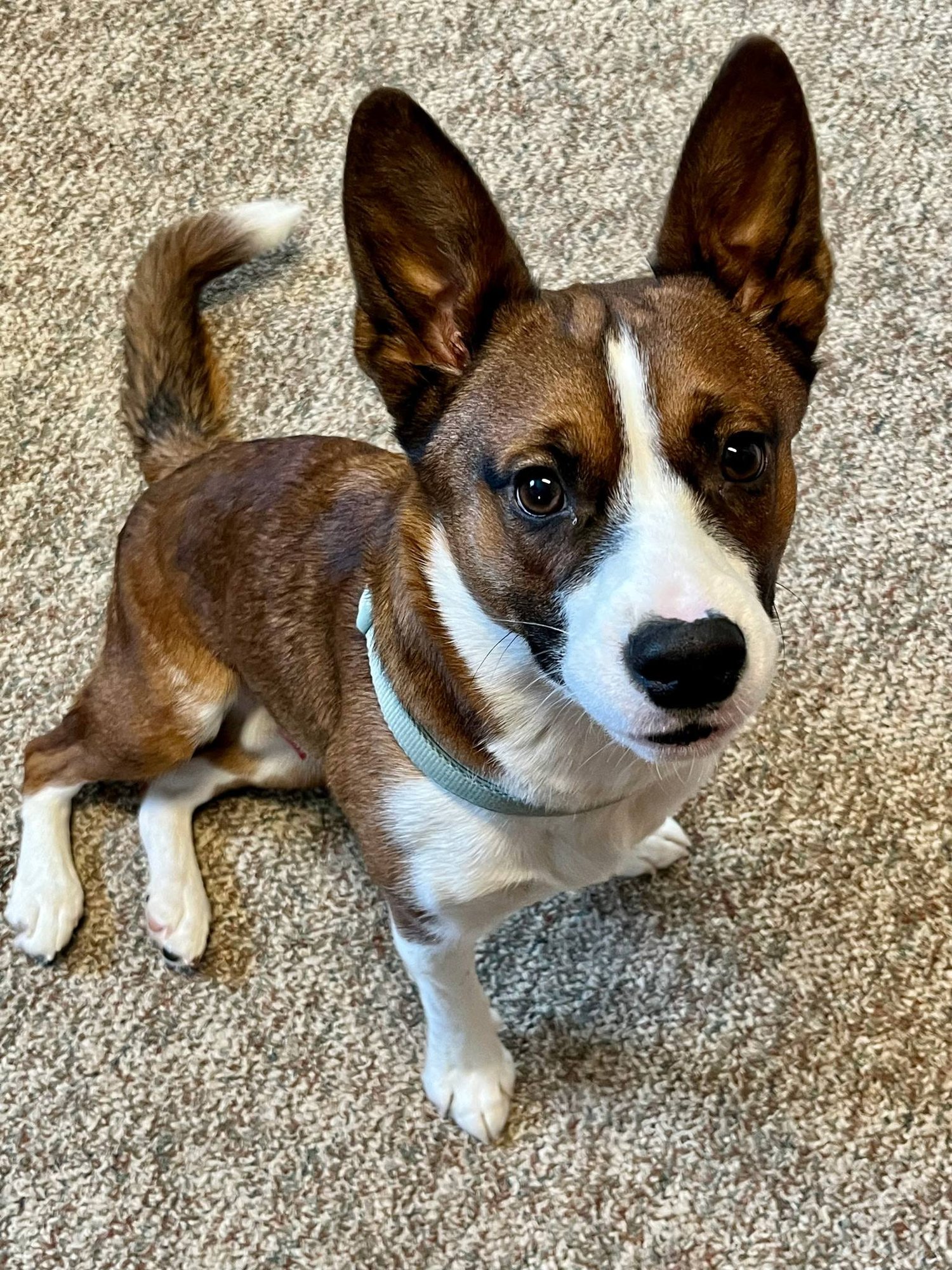 RANGER - Unknown available for adoption