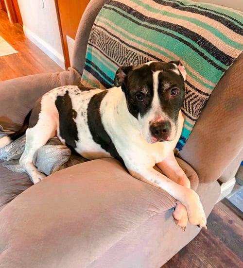 SCOTTY - Unknown for adoption in Morgantown