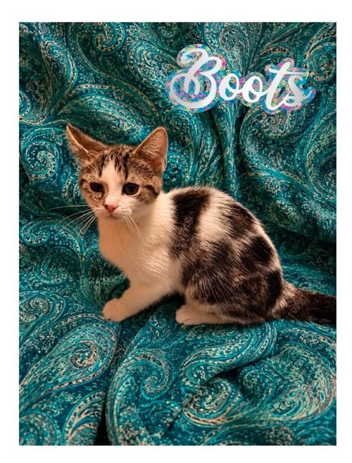 BOOTS AND JOLENE - Domestic Medium Hair for adoption in Morgantown