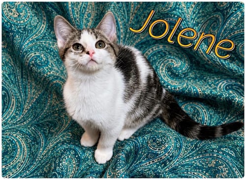 BOOTS AND JOLENE - Domestic Medium Hair available for adoption
