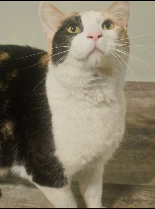 DELILAH