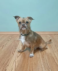 Ollie - Photo 3