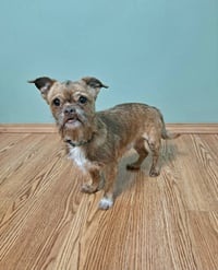 Ollie - Photo 1
