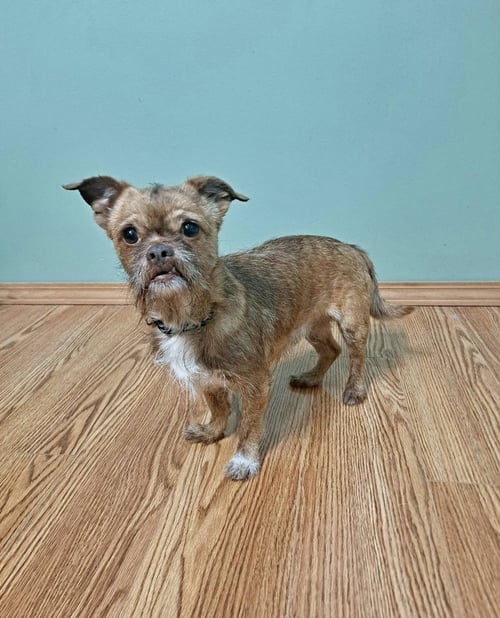 OLLIE - Brussels Griffon for adoption in Morgantown