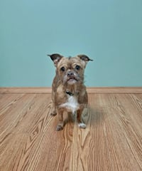 Ollie - Photo 2