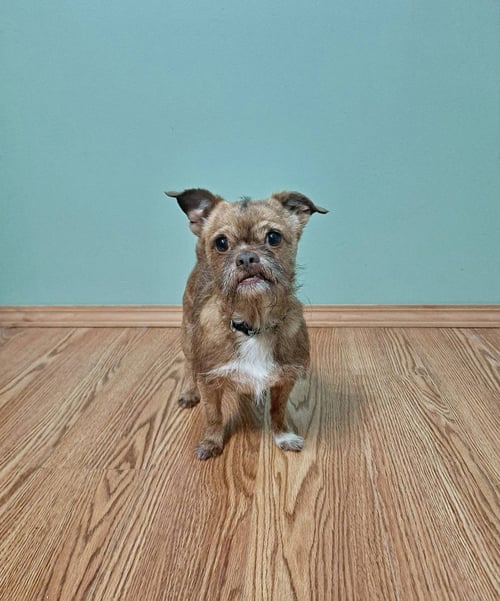 OLLIE - Brussels Griffon available for adoption