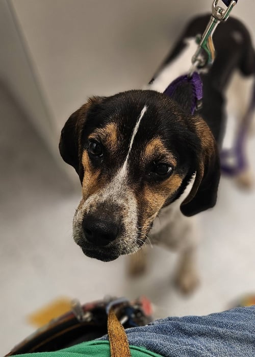 FLORA - Unknown available for adoption