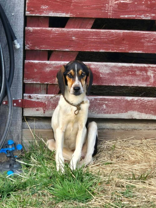 FLORA - Unknown for adoption in Morgantown