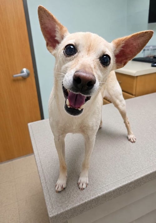 ANGEL - Unknown for adoption in Morgantown