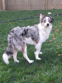 Bandit - Photo 1