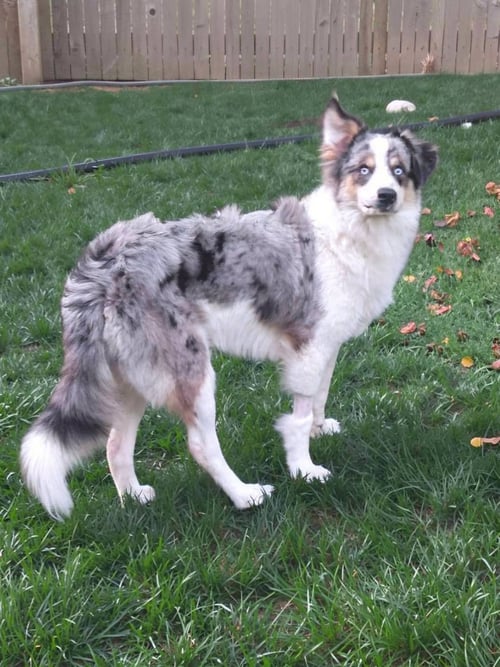 BANDIT - Australian Cattle Dog/Blue Heeler for adoption in Morgantown
