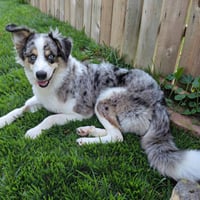 Bandit - Photo 4